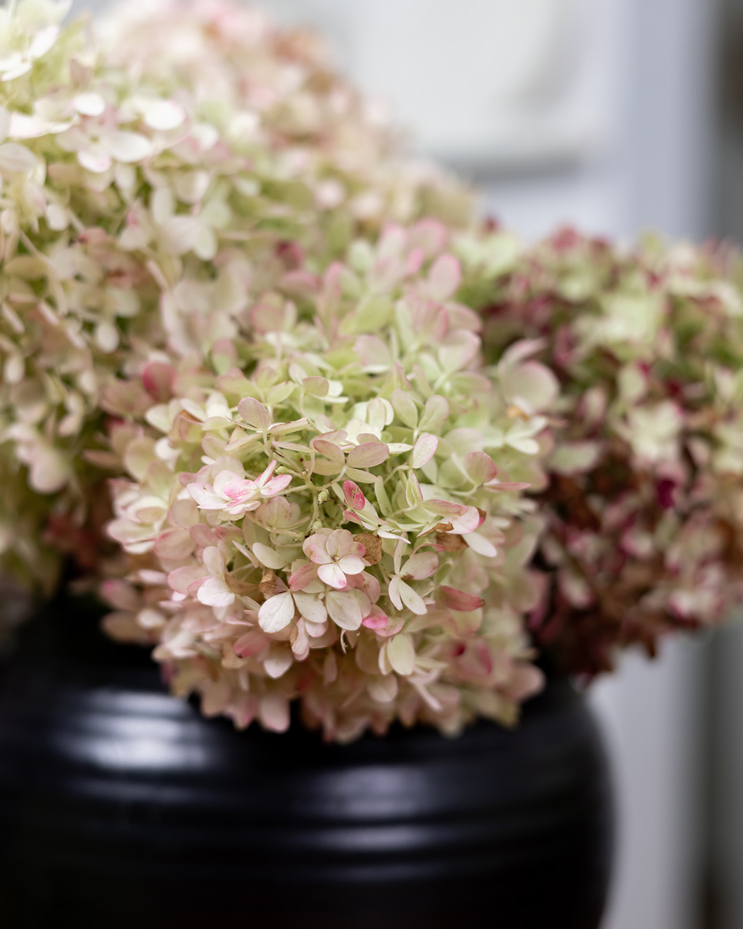 How to Dry Hydrangeas Perfectly Every Time - The Creek Line House